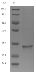 Mouse Bglap protein