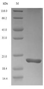 Mouse Trem2 protein