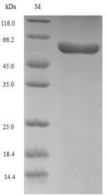 Human PCOLCE2 protein