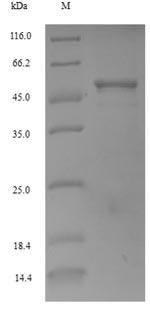 Mouse CYCB1-1 protein