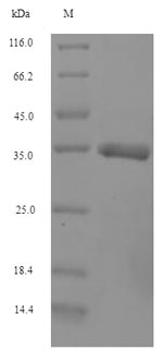 Cow IFNAG protein