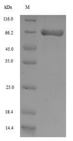 Rat CD13 protein