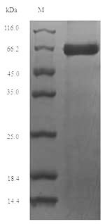 Mouse Prf1 protein