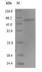 Human PTPRN protein
