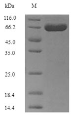 Bacterial GV51_0914 protein