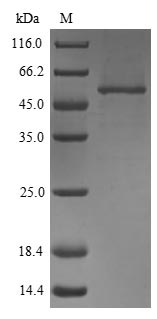 Mouse Efemp1 protein