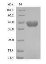 Bacterial amiF protein