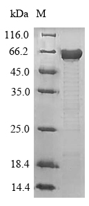 Mouse Mapt protein