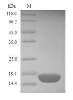 Insect DERF2 protein