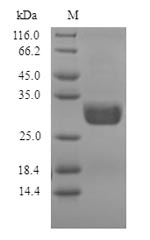 Fungi Nuclease P1 protein