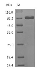 Mouse Dsg3 protein