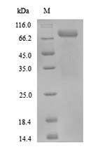 Human PADI3 protein