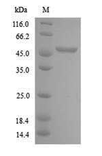 Plant CYCB2-2 protein