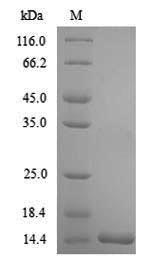 Fish TGFB1 protein