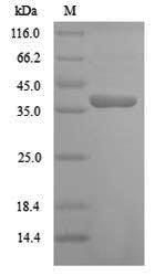 Plant CDKB1-2 protein