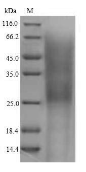 Mouse Cr2 protein