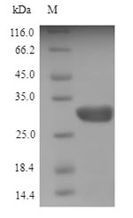 Mouse Ang4 protein