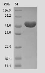 Human AMBN protein