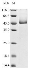Human TMPRSS2 protein