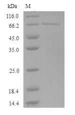 Rat KRT35 protein
