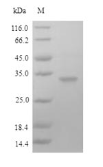 Human FCRL6 protein