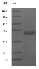 Dog Major allergen Can f 1 protein
