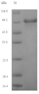 Human BLLF1 protein