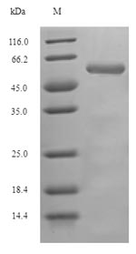 Drosophila Pka-C1 protein