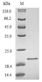 Human TREM2 protein