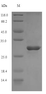 Mouse Cr2 protein
