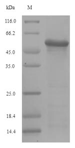 Viral HA protein
