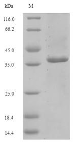 Bacterial pac protein