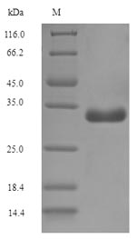 E. coli F17a-A protein