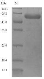 Bacterial oprP protein