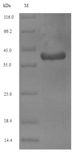 Human VAMP2 protein