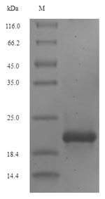 Human EREG protein