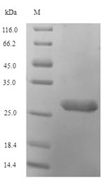Human H2AFV protein