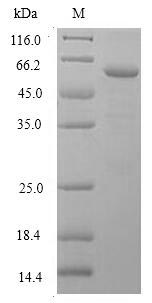 Human DNASE1L3 protein