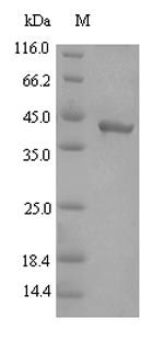 Bacterial rgpB protein