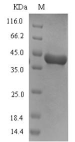 Dog Arginine esterase protein