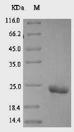 Insect Alpha-insect toxin LqhaIT protein
