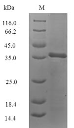 Insect rBla g 4 protein