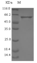 Bacterial eno protein