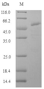 Viral HA protein