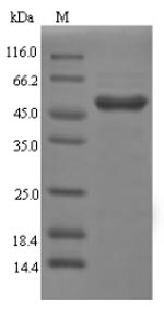 Rat Lgals4 protein
