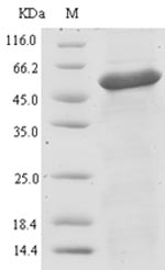 Rat ugl protein