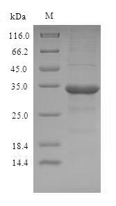 Human OBP2A protein