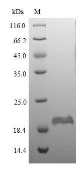 Mouse Defb1 protein