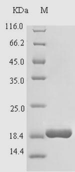 Cow CATHL4 protein