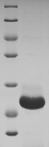 Animal IFN gamma protein